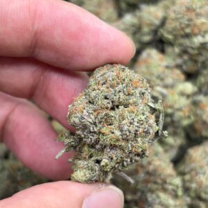 •$949 #CK859 - CO2 Bubba