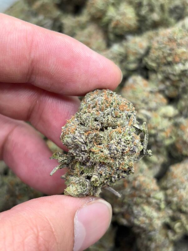 •$949 #CK859 - CO2 Bubba