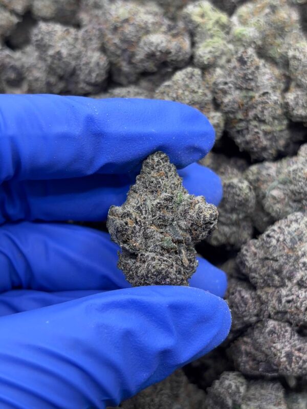 •$1399 #CK931 - Pop Rox x Gelato