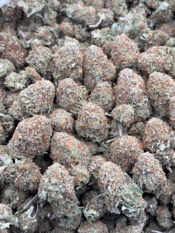•$699 #CK963 - indoor bubba