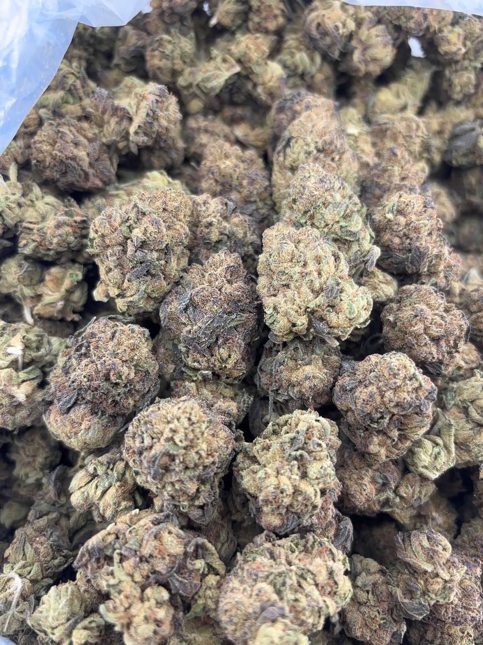 •$499/549 #CK395 - Cherry Gelato (No additional promo)