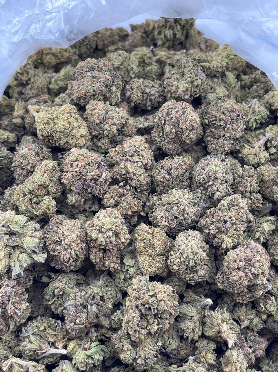 •$499/549 #CK336 - Gumbo mafia