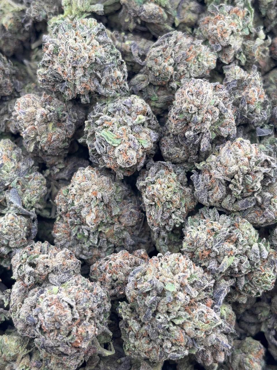•$799/849 #CK376 - Lemon Cherry Gelato
