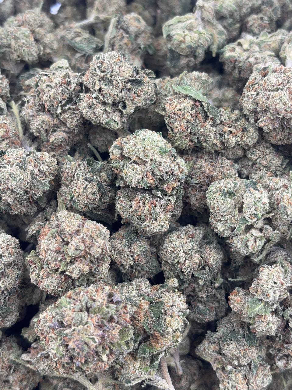 •$549/599 #GG140 - Joker Candy