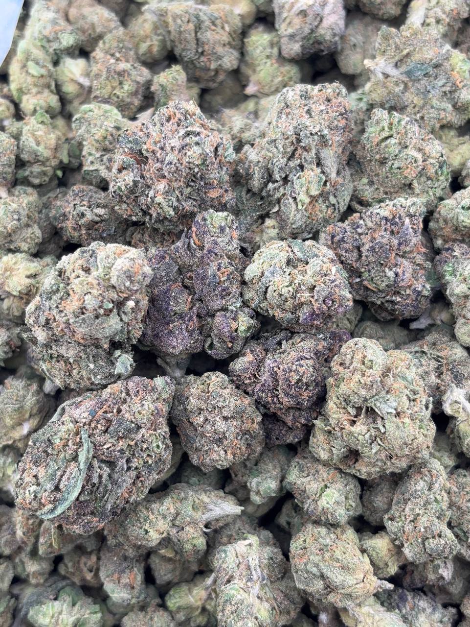 •$599/649 #GG162 - Gumbo mafia