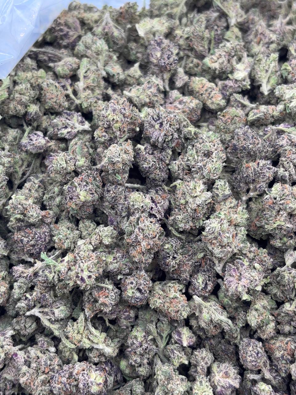 •$749/799 #GG202 - Purple Nerd