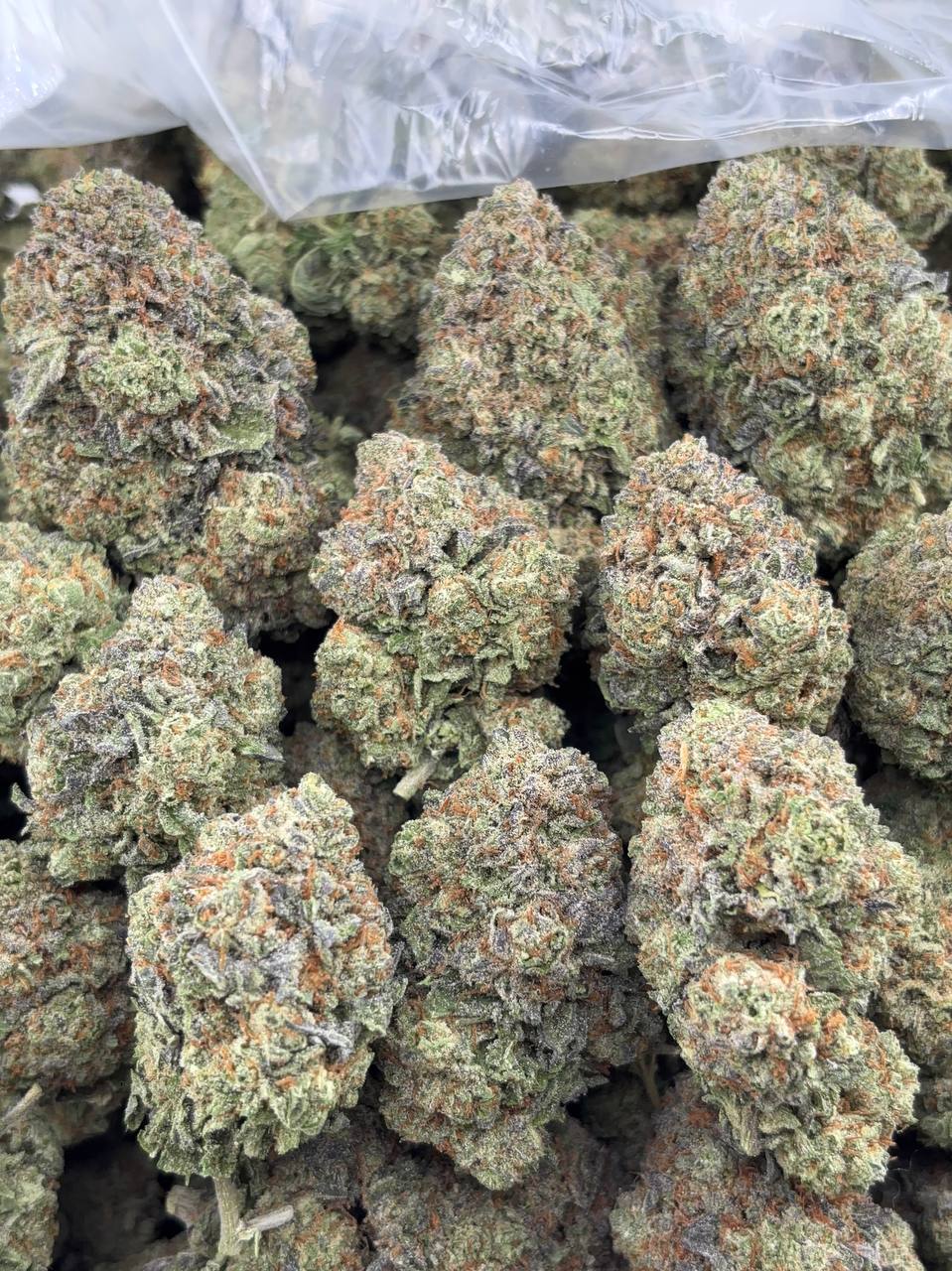 •$775/799 #GG220 - Gelato Dynasty