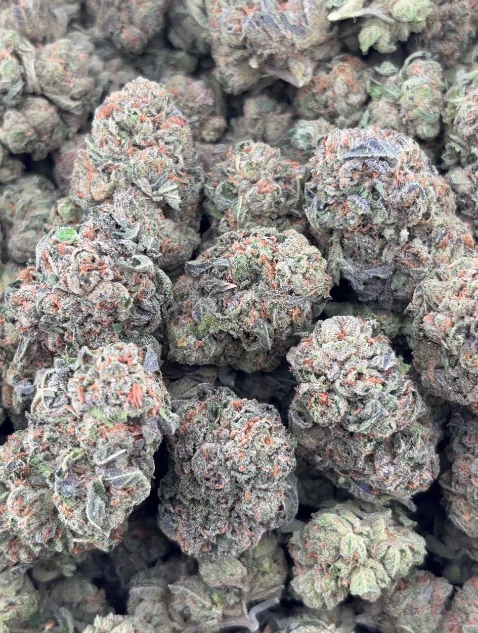 •$749/775 #GG246 - Mochi Gelato