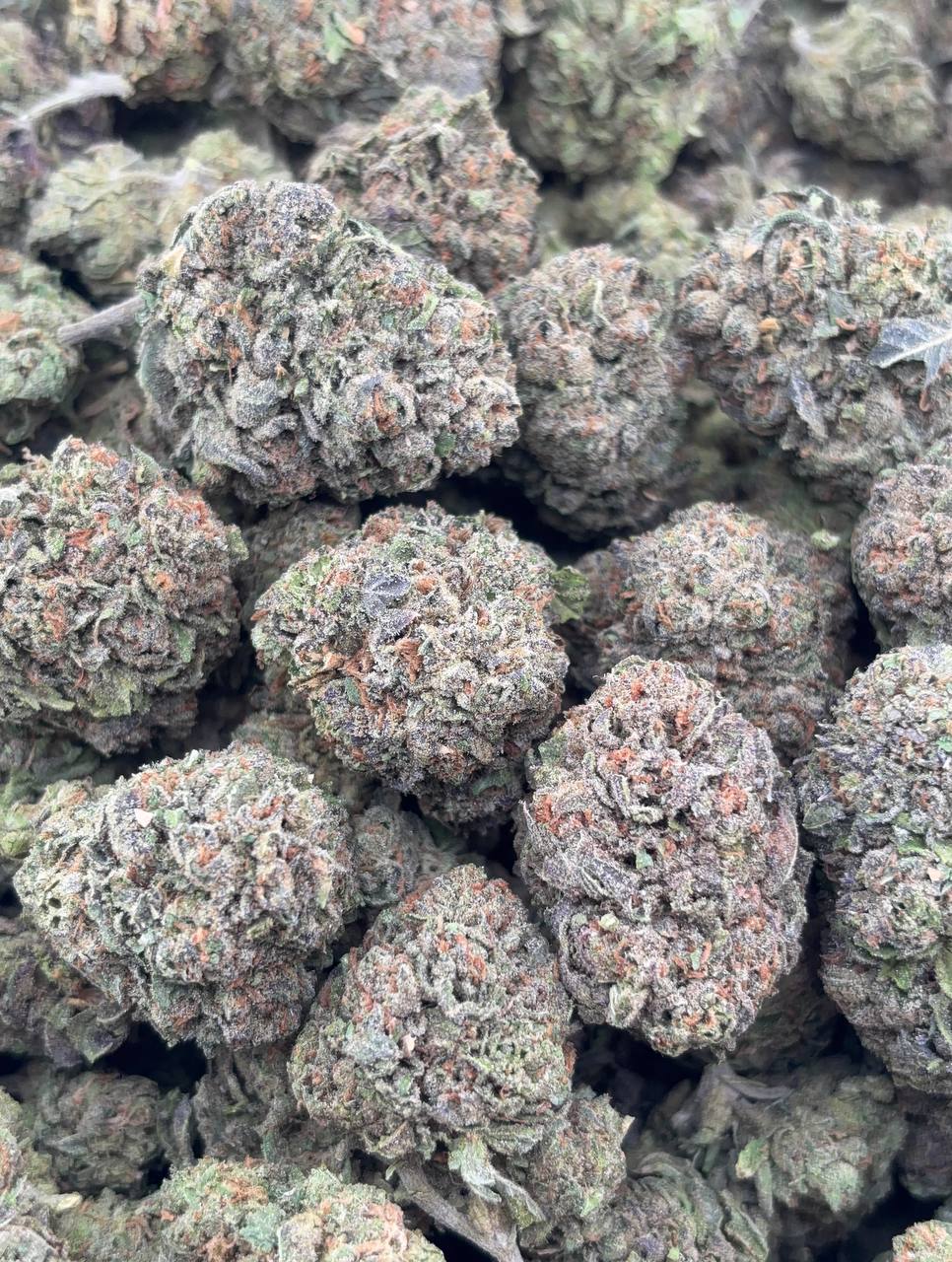 •$780/820 #GG276 - Candy Gelato