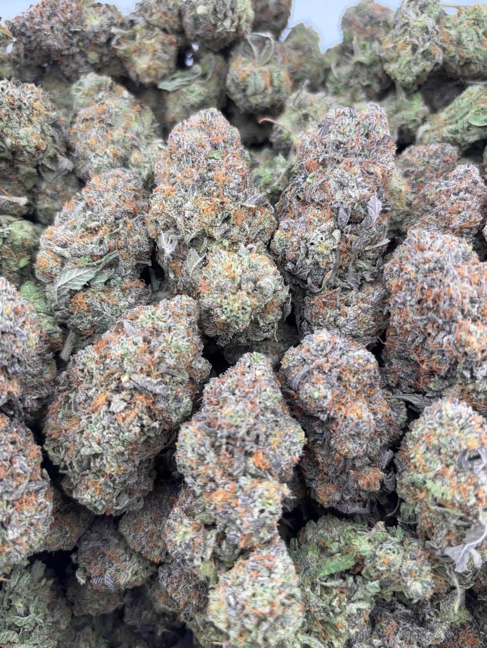 •$925/965 #GG284 - indoor bubba