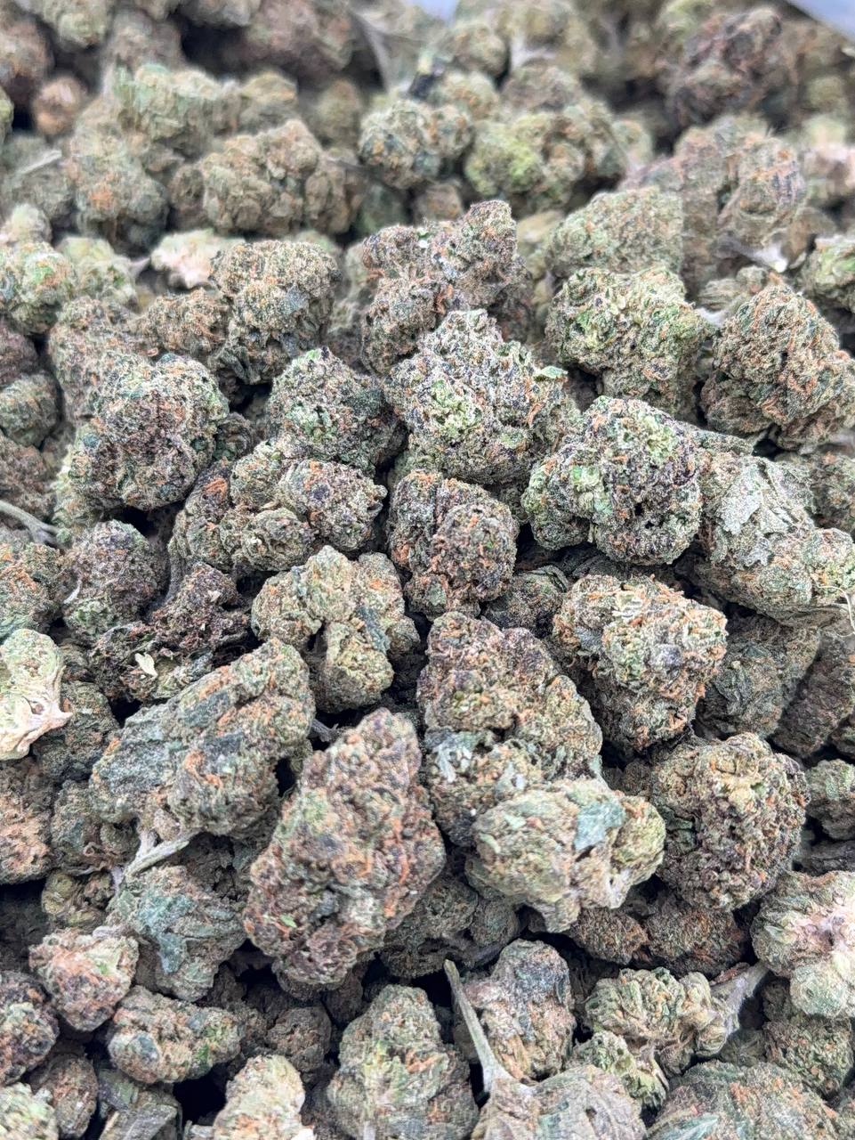 •$649/699 #GG286 - Mochi Gelato (FaceTime)