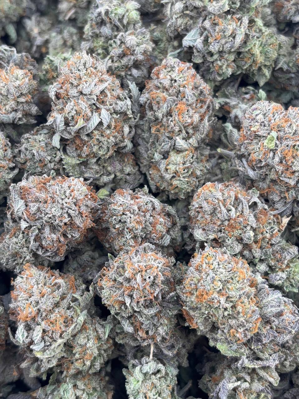 •$965/999 #GG288 - indoor bubba