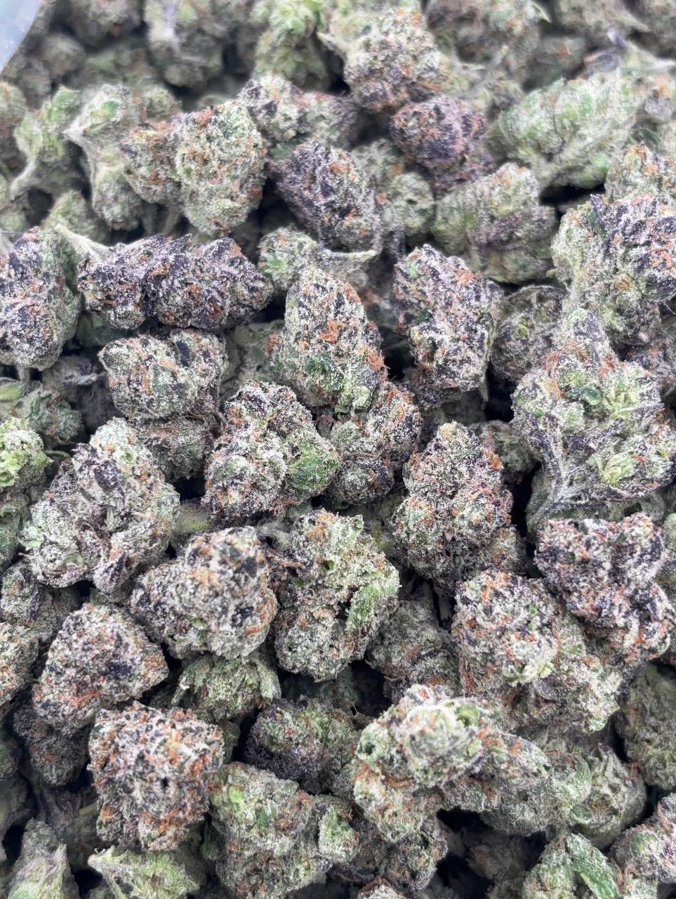 •$1010/1049 #GG296 - CandyLand