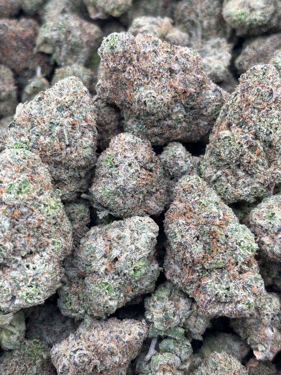 •$1049/1099 #GG430 - Cherry gelato (NO ADDITIONAL PROMO)(LIMIT 5LB))