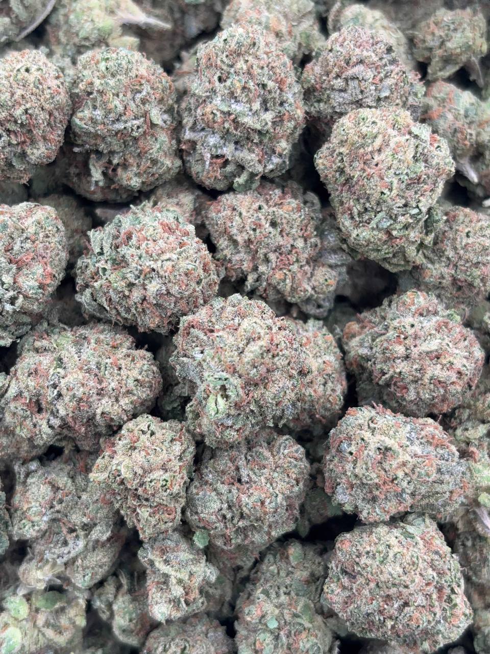 •$670/699 #GG458- Bubble gum gelato