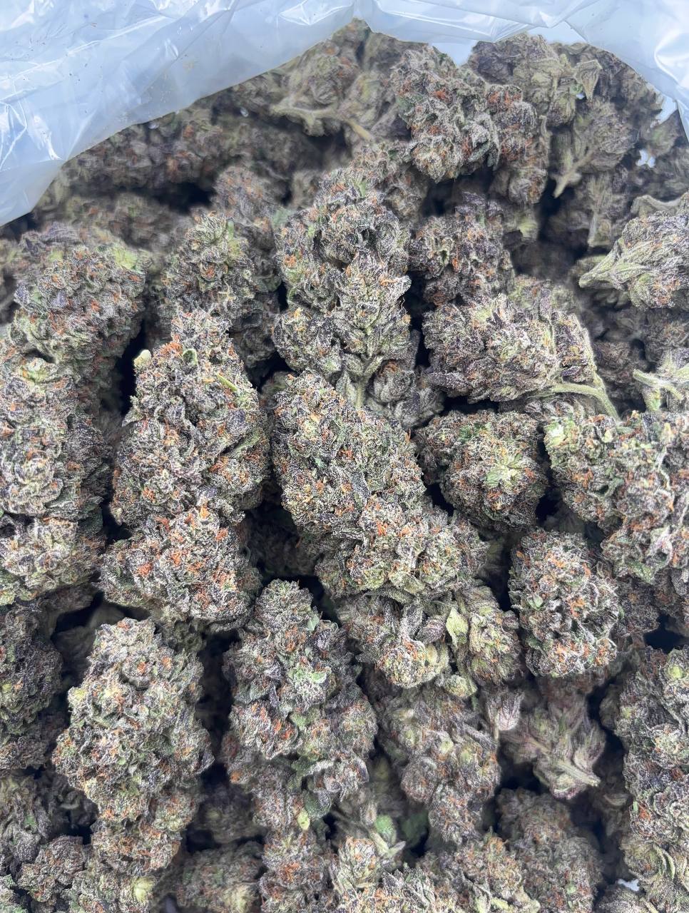 •$750/785 #GG564 - Tropical Runtz