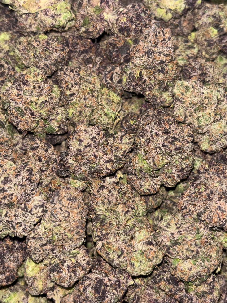 •$1199/1225 #GG592 - Super polo Gelato