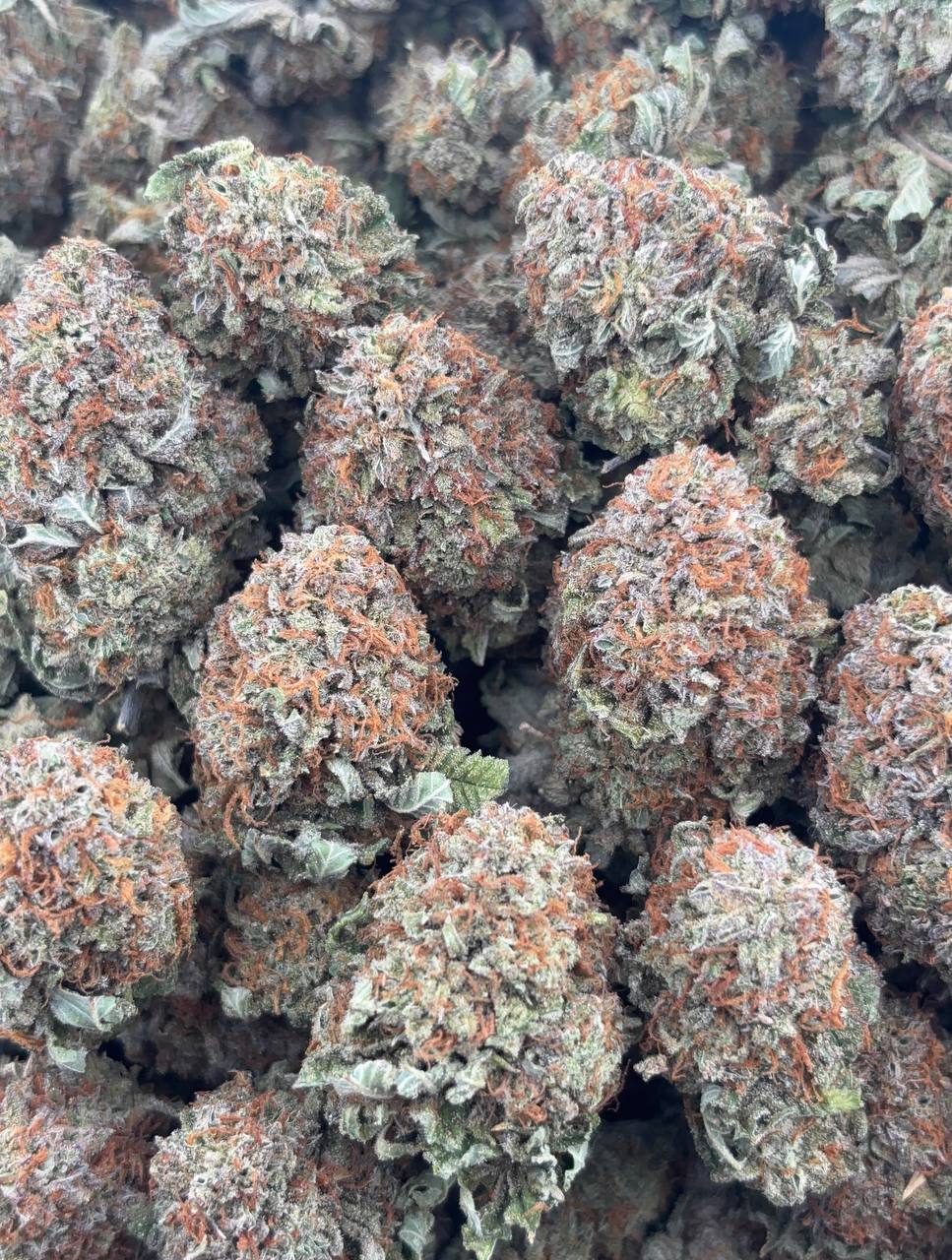 •$825/850 #GG598 - Indoor bubba