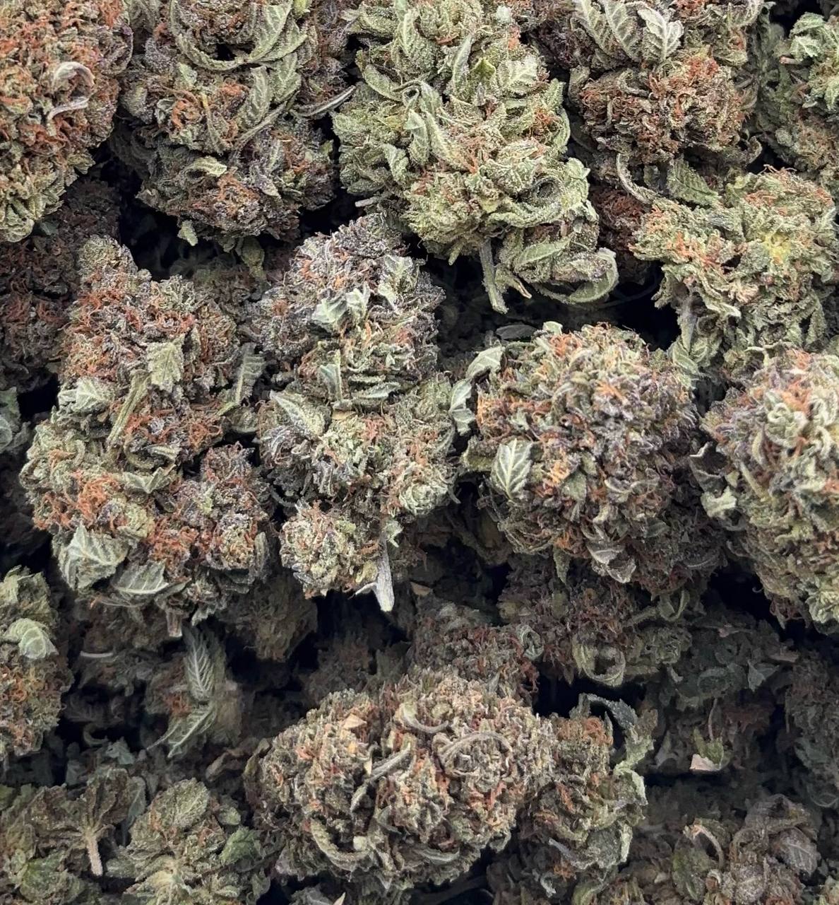 •$650/675 #GG600 - Indoor platinum (NO ADDITIONAL PROMO)