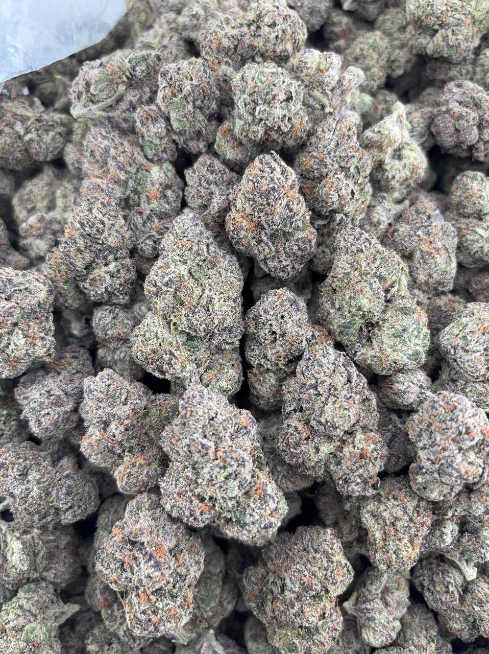 •$1325/1375 #GG660 - Zuper Candy