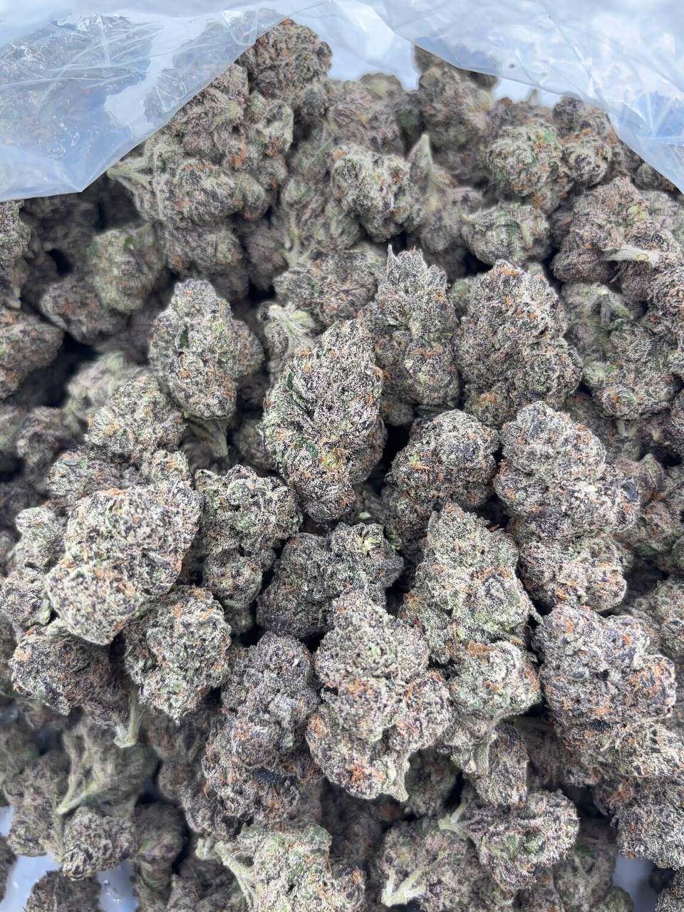•$1300/1350 #GG662 - Double Warheads
