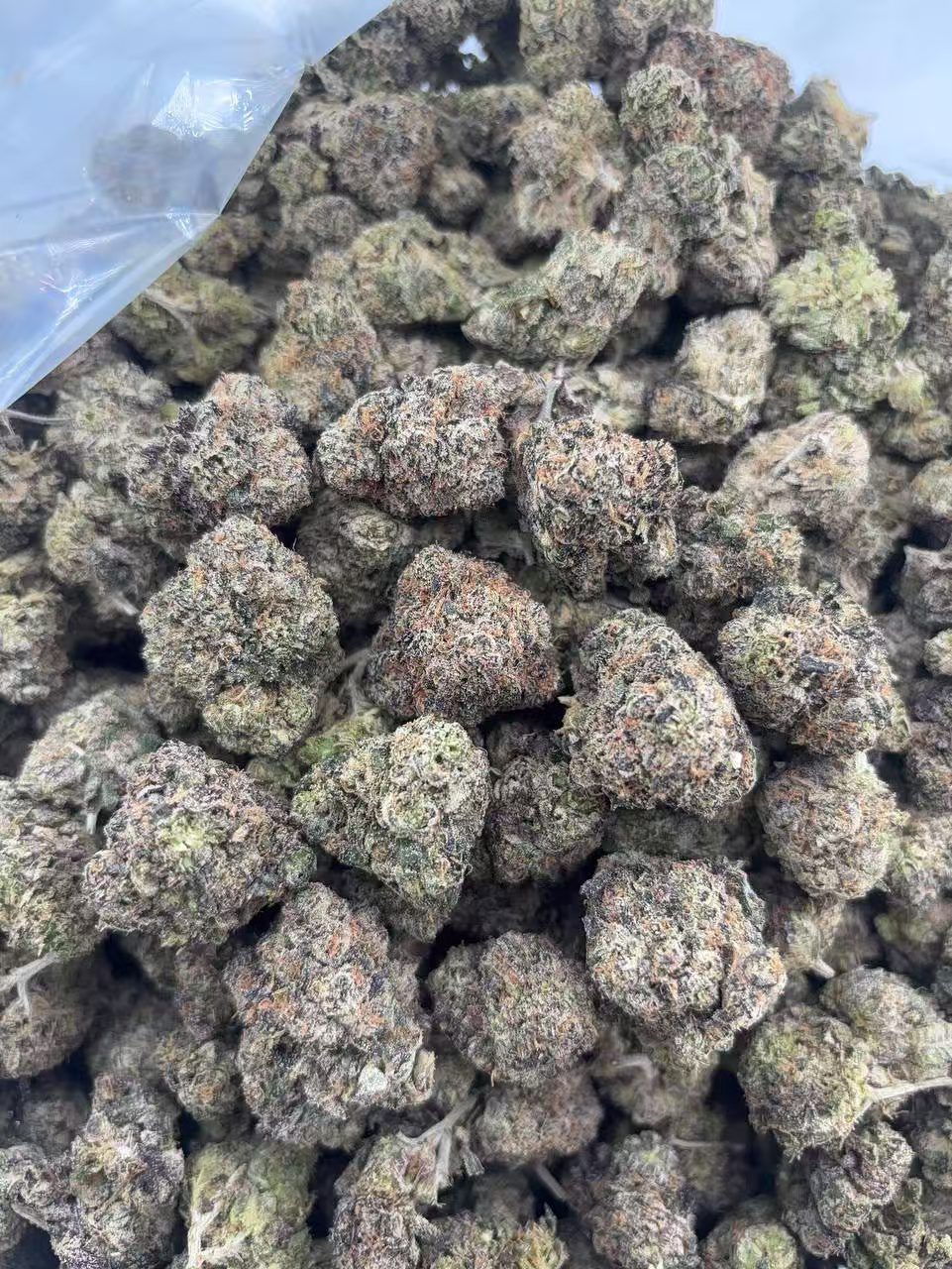 •875/900 #GG656 - CandyLand “N” Clearance - No additional promo.