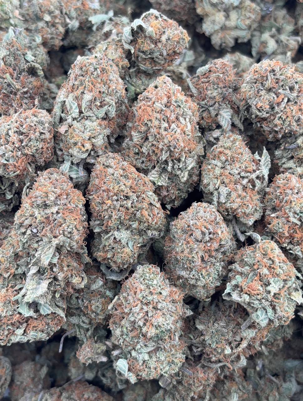 • 725/750 #GG626 - indoor bubba