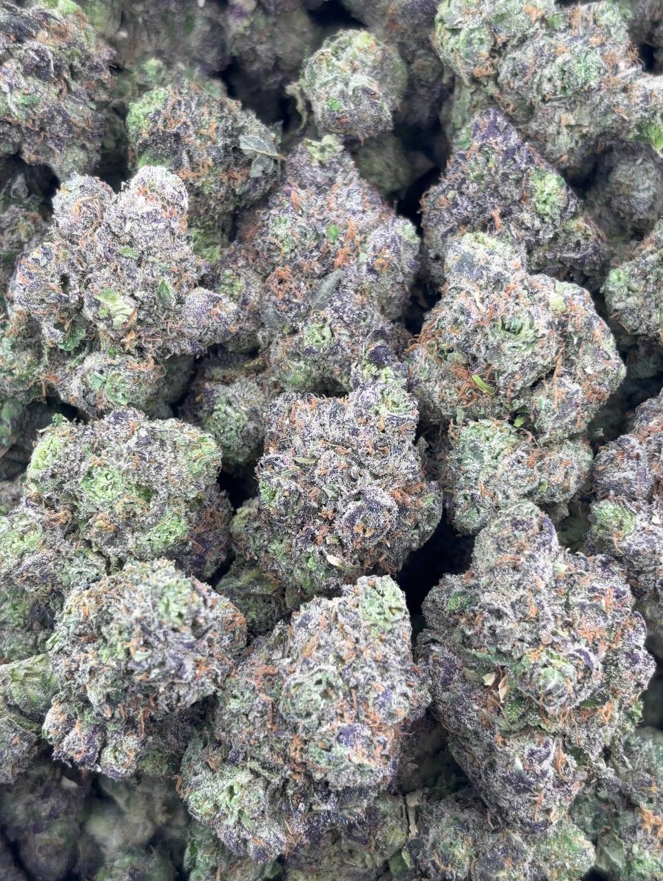 •1075/1099 #GG634 - Sweet Villains “Candy”